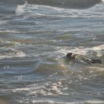 CambriaCN_131 (October 25, 2014)